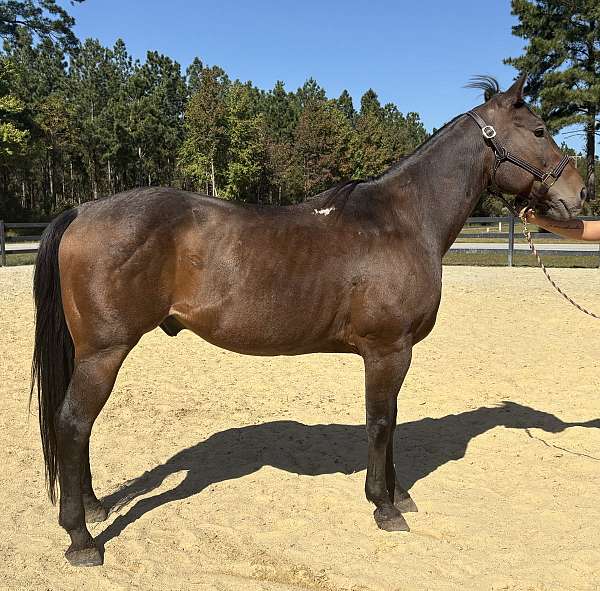 bay-roan-quarter-horse-gelding