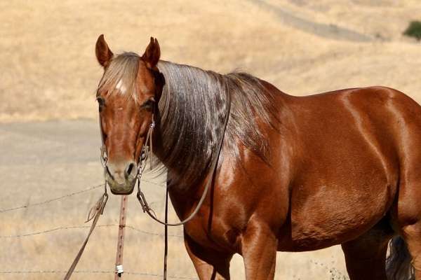 beginner-safe-quarter-horse