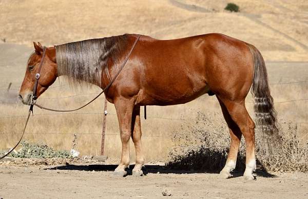 chestnut-star-horse