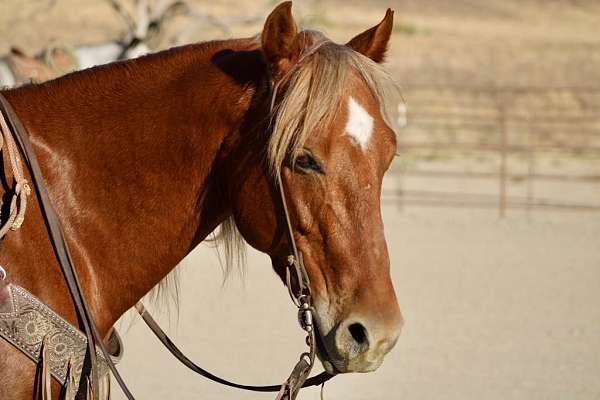 family-horse-quarter