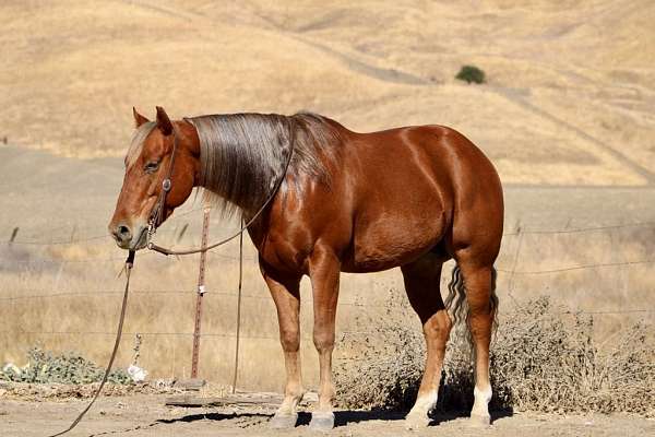 ranch-work-quarter-horse