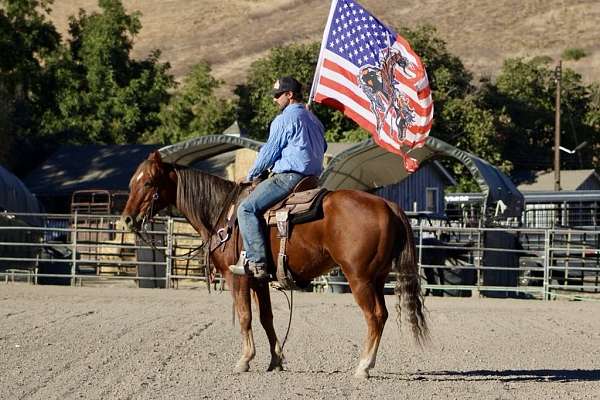 all-around-quarter-horse