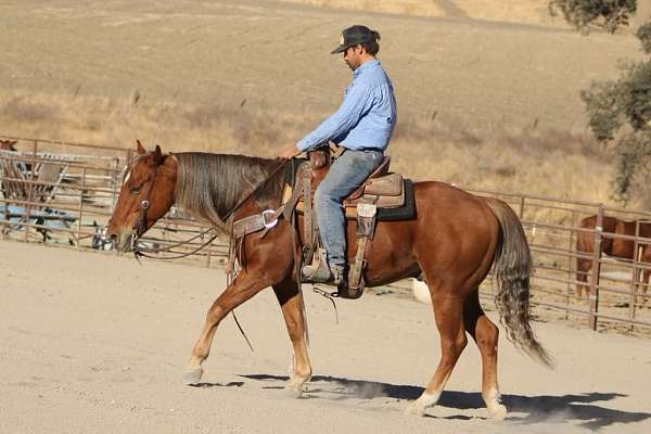 athletic-quarter-horse