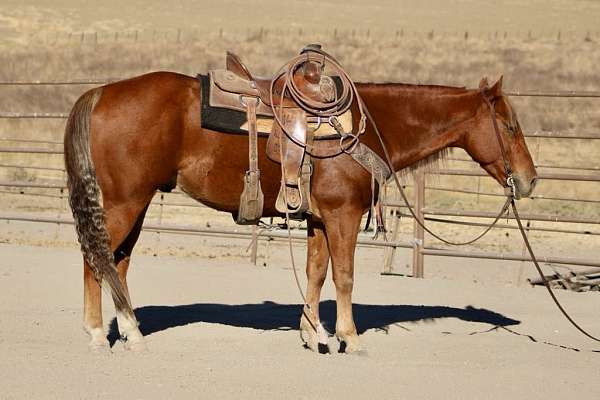 beginner-quarter-horse