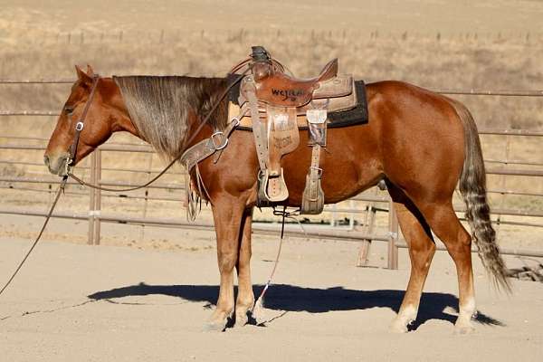 flashy-quarter-horse