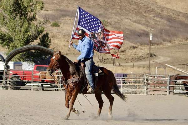 trail-quarter-horse