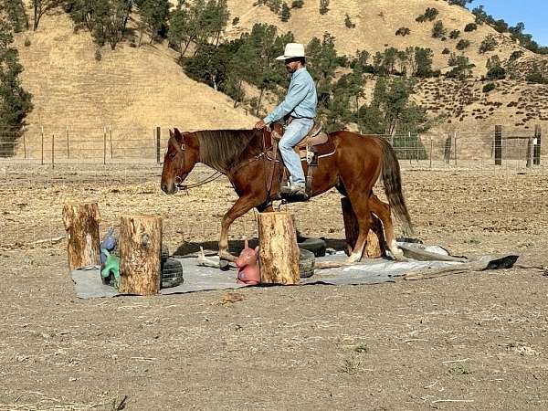 husband-safe-quarter-horse