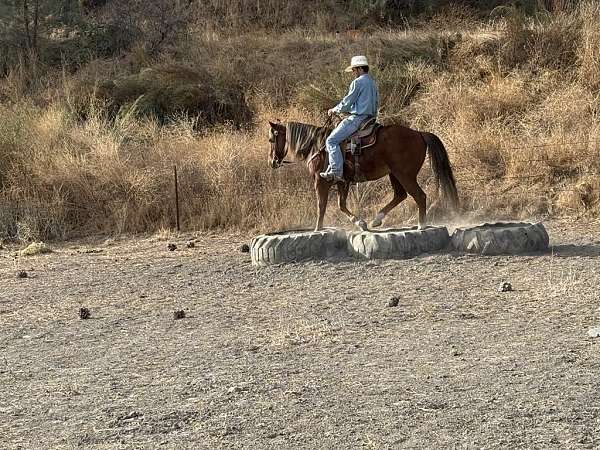 ranch-quarter-horse