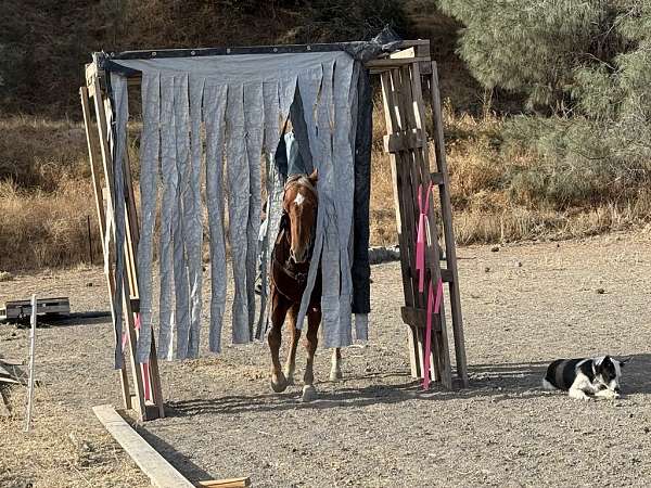 ranch-versatility-quarter-horse