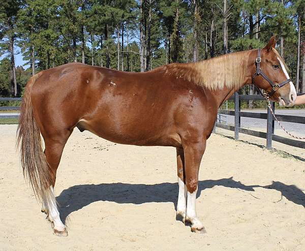 sorrel-quarter-horse-gelding