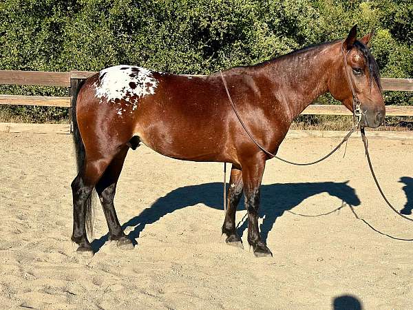 ranch-work-quarter-pony