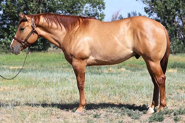 apha-quarter-horse