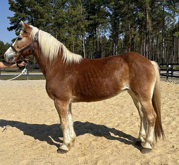 harness-trail-haflinger-horse