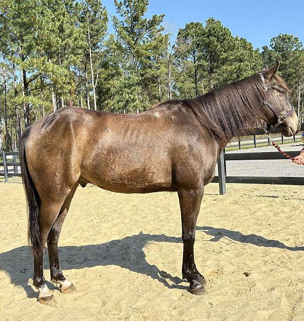 buckskin-quarter-horse-gelding