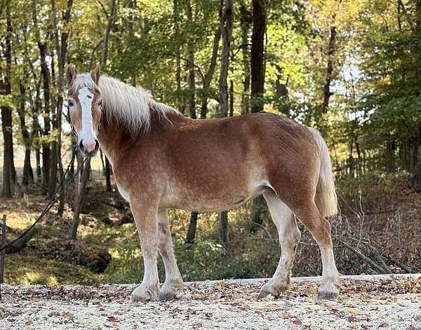 palomino-belgian-mare