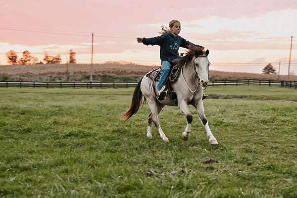 buckskin-white-socks-blaze-pony