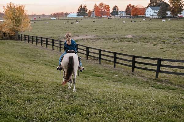 buckskin-yout-pony