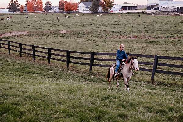 barrel-pony