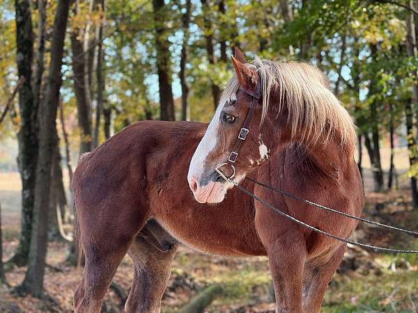 chestnut-overo-clydesdale-gelding