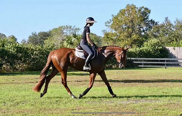 chestnut-thoroughbred-mare