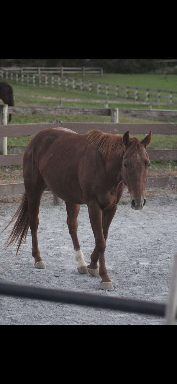 all-around-quarter-pony