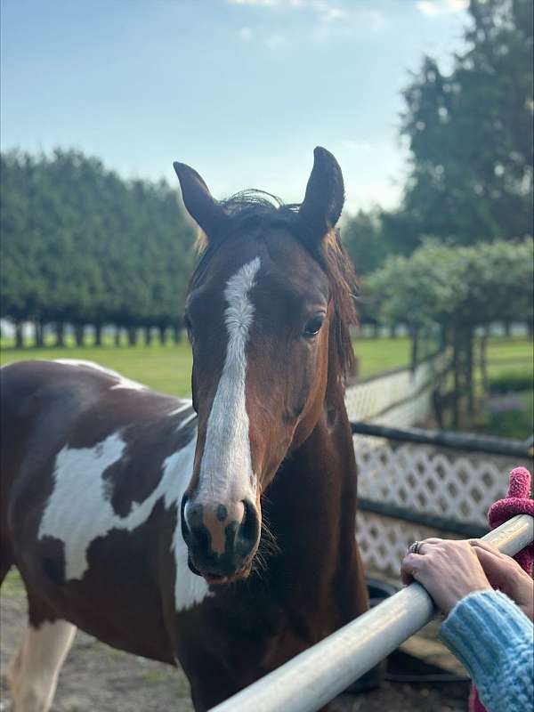 tobiano-filly-warmblood-horse