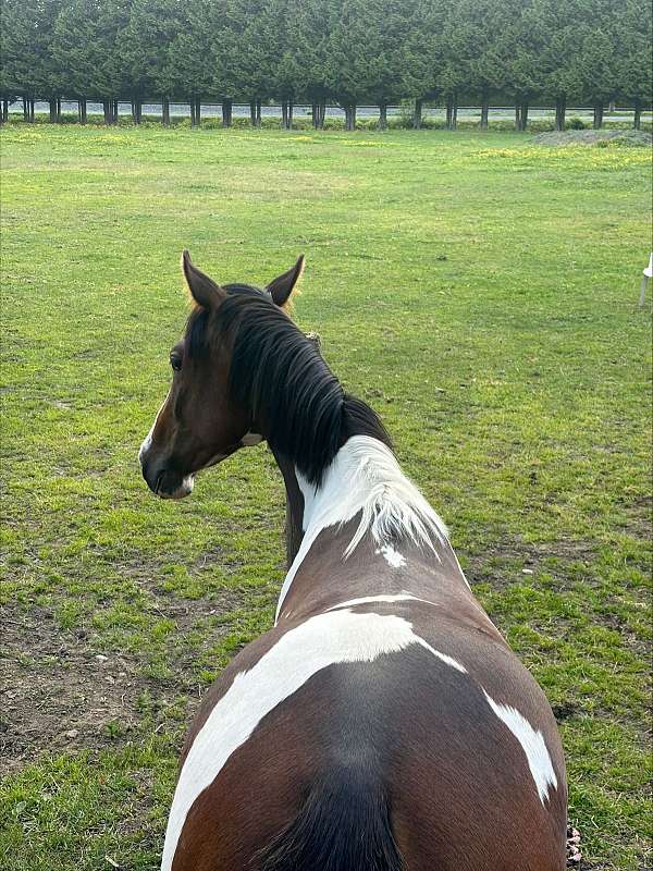 tobiano-warmblood-filly