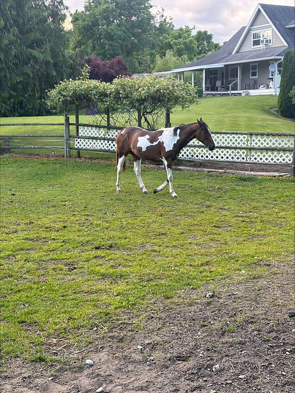 american-warmblood-filly