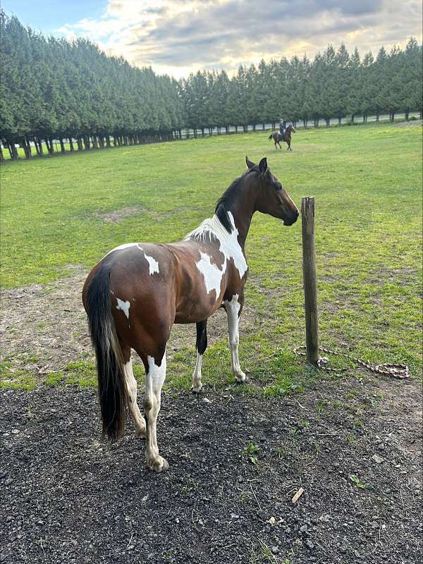 tobiano-warmblood-horse