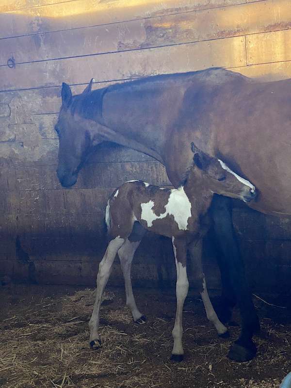 american-warmblood-horse