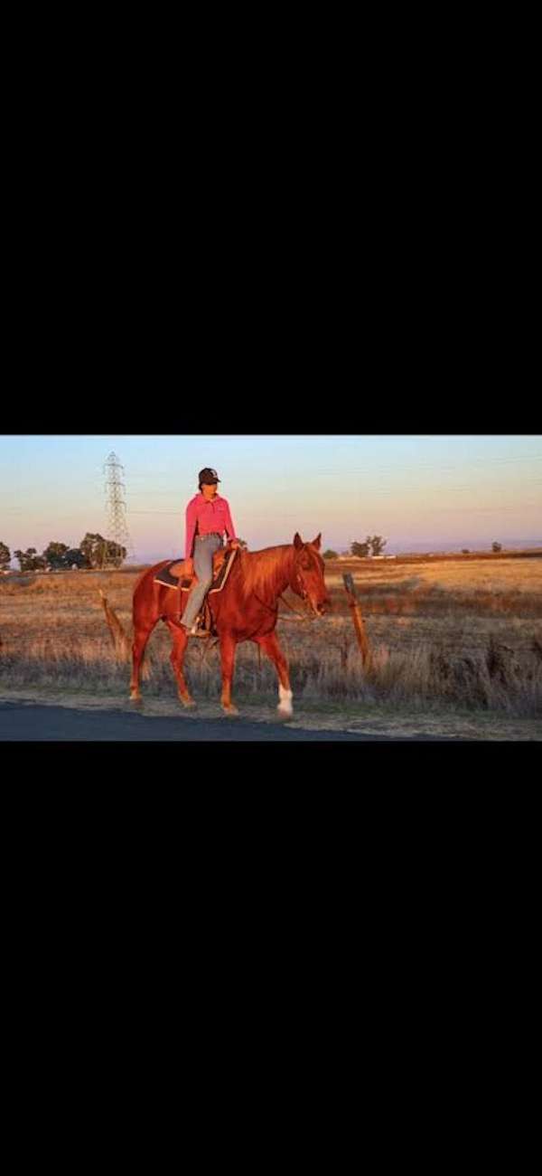 trail-lesson-family-pet-quarter-horse