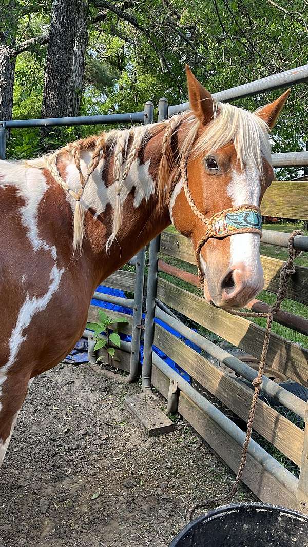 chestnut-overo-paint-horse