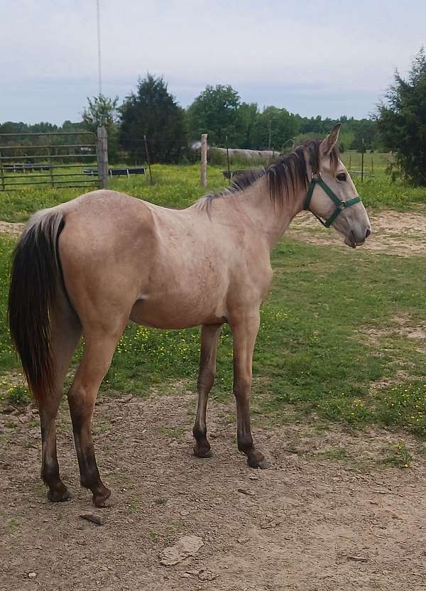 twh-buckskin-filly