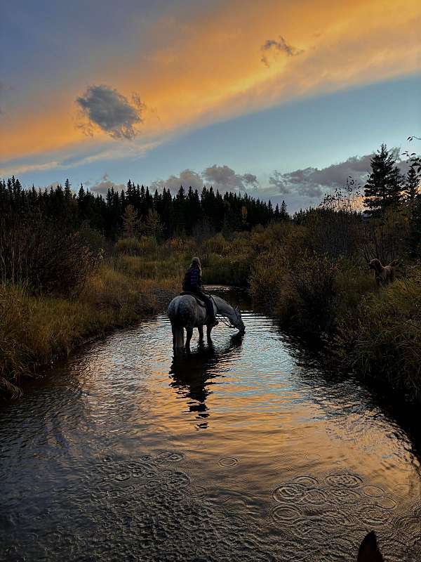 andalusian-gelding