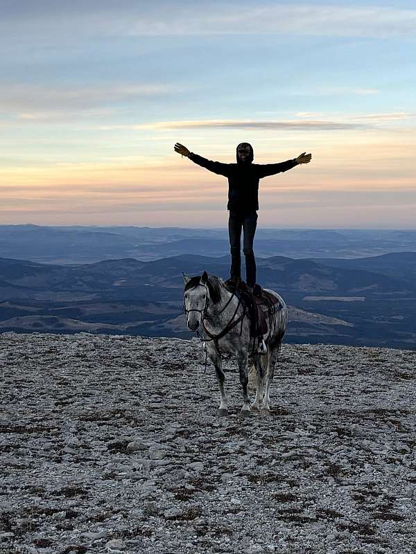 andalusian-gelding