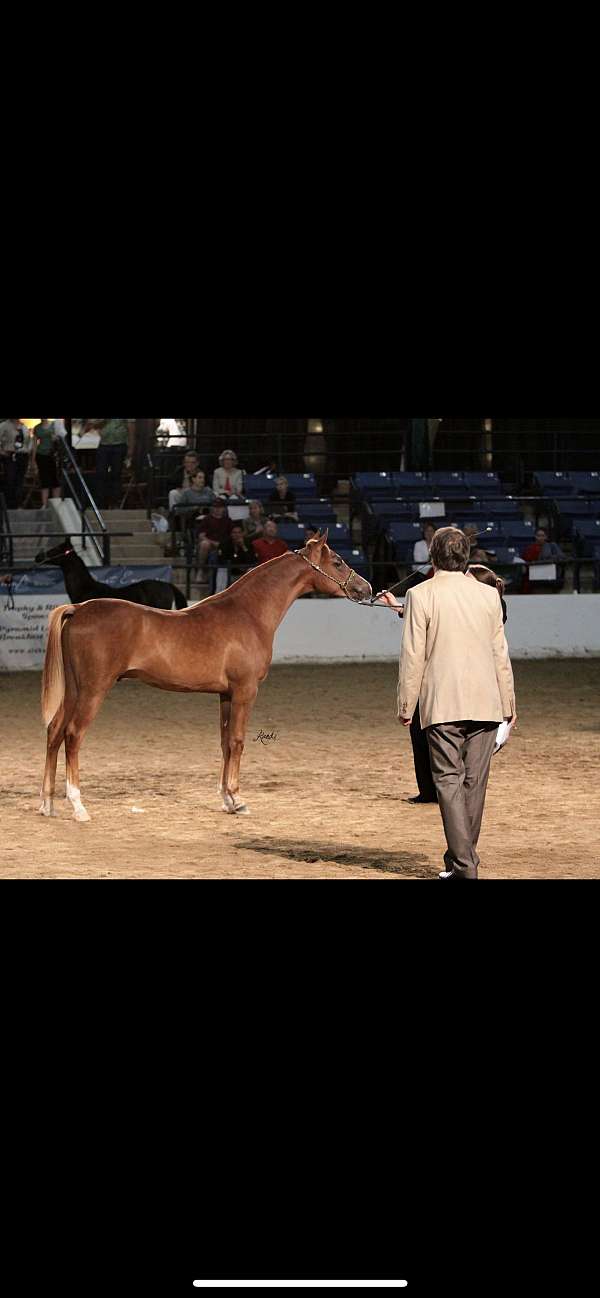 arabian-gelding