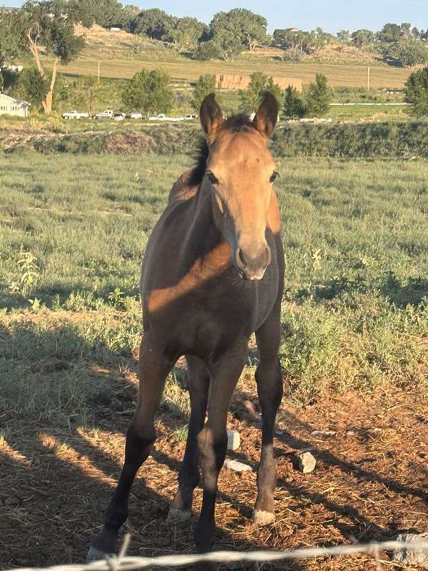 black-draft-paint-filly-mare