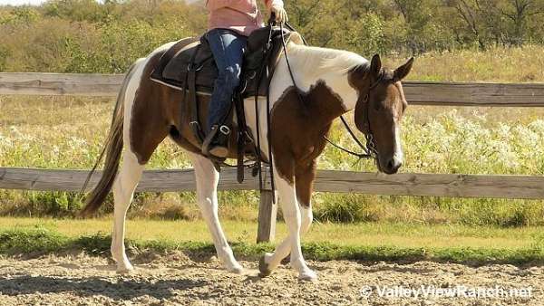 barrel-quarter-horse