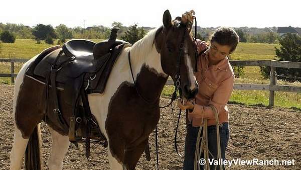 beginner-quarter-horse