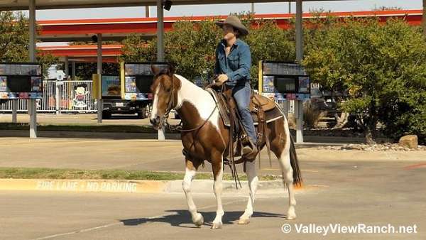 ranch-versatility-quarter-horse