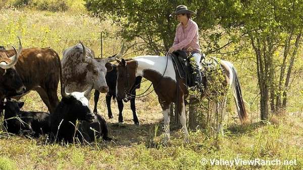 ranch-work-quarter-horse