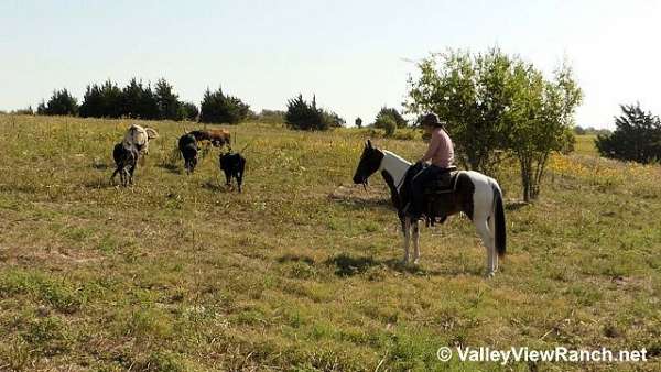 roping-quarter-horse