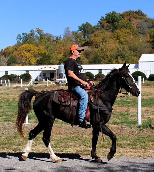 horse-for-sael-tennessee-walking