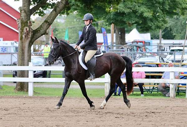 athletic-mustang-pony