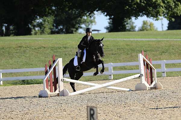 dressage-mustang-pony