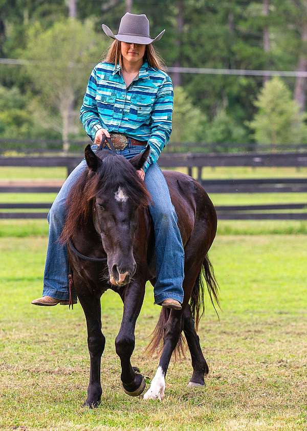 eventing-mustang-pony