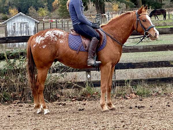 blanket-horse