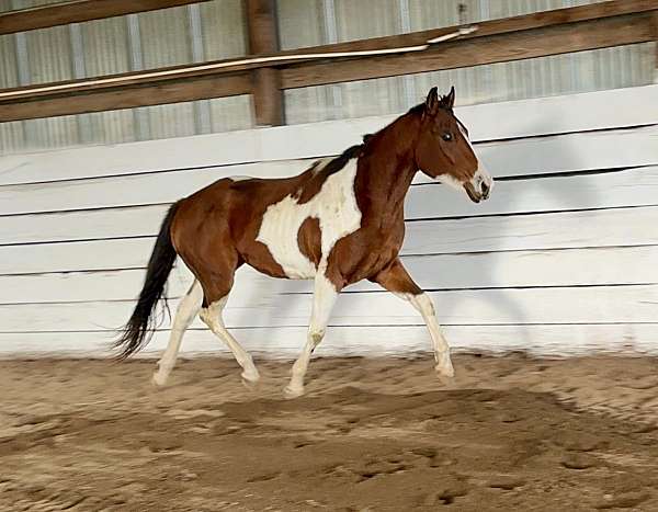 tobiano-horse