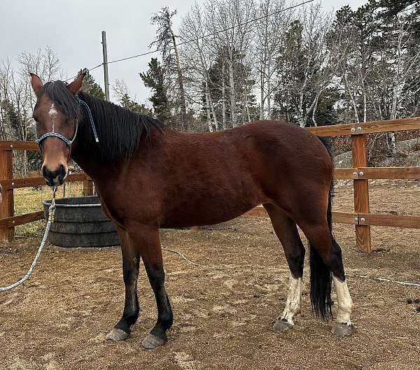 started-under-saddle-trail-mustang-rocky-mountain-horse