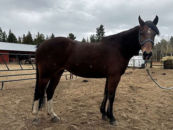 mustang-rocky-mountain-mare